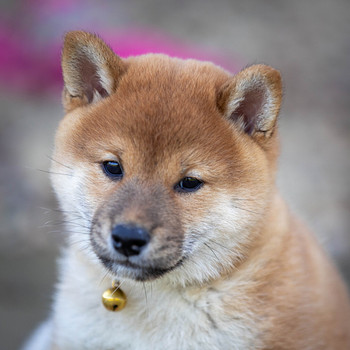 Shiba inu puppies