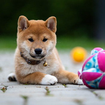 Shiba inu puppies