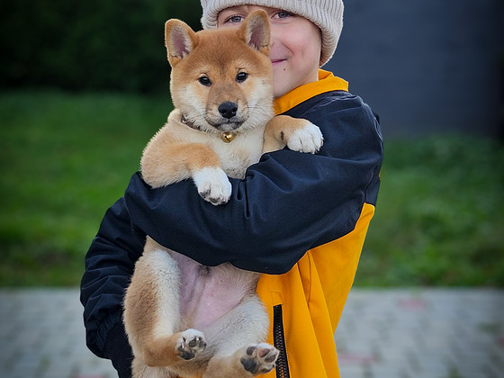 Щенки Shiba Inu