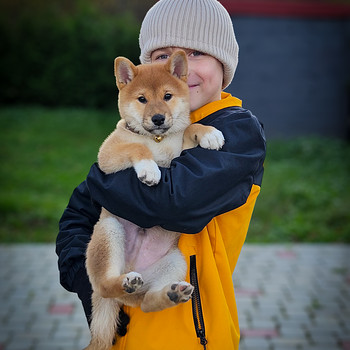 Щенки Shiba Inu