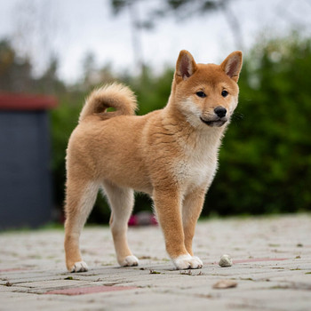 Щенки Shiba Inu
