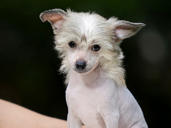 Chinese crested dog / Hiina harjaskoer