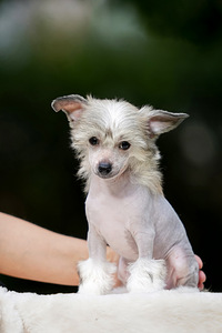 Chinese crested dog / Hiina harjaskoer (1 foto / 8)