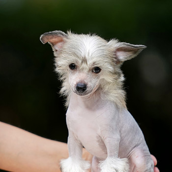 Chinese crested dog/ Китайская хохлатая собачка