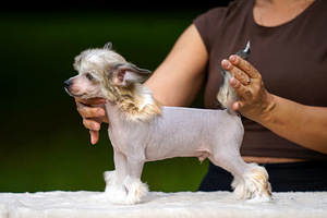 Chinese crested dog / Hiina harjaskoer (2 foto / 8)