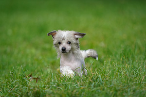 Chinese crested dog / Hiina harjaskoer (3 foto / 8)