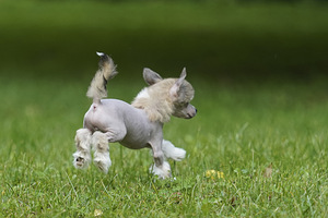 Chinese crested dog / Hiina harjaskoer (4 foto / 8)