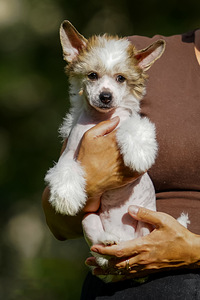 Chinese crested dog / Hiina harjaskoer (5 foto / 8)