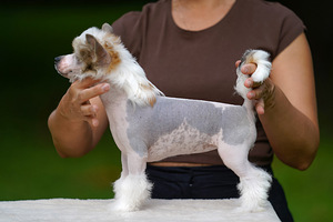 Chinese crested dog / Hiina harjaskoer (6 foto / 8)