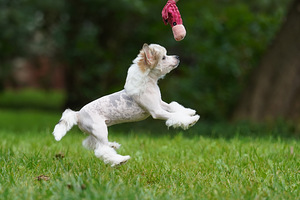 Chinese crested dog / Hiina harjaskoer (7 foto / 8)