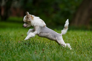 Chinese crested dog / Hiina harjaskoer (8 foto / 8)