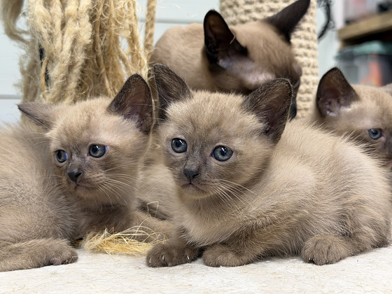 Бурма котята