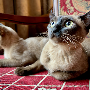 Бурма котята