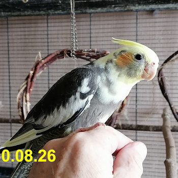 Nümfkakaduu tibud otsivad head kodu
