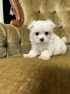 MALTESE MALTA BICHON FCI (3 foto / 3)