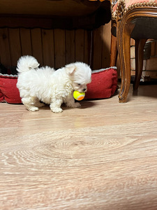 MALTESE MALTA BICHON FCI (2 foto / 3)