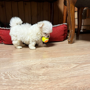 MALTESE MALTA BICHON EKL/FCI