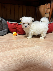 MALTESE MALTA BICHON FCI (1 foto / 3)