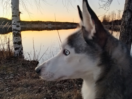 Lunalle koti