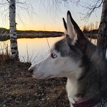Lunalle koti