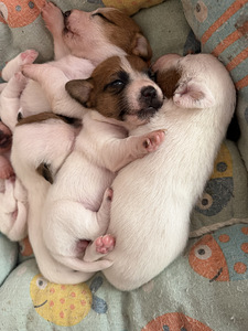 Jack Russelli terjer (1 foto / 10)