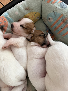 Jack Russelli terjer (2 foto / 10)