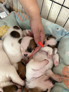 Jack Russelli terjer (3 foto / 10)