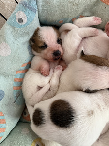 Jack Russelli terjer (4 foto / 10)