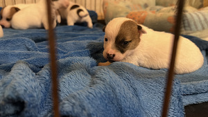 Jack Russelli terjer (7 foto / 10)