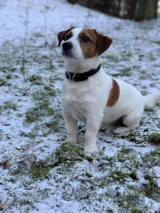 Jack Russelli terjer (8 foto / 10)