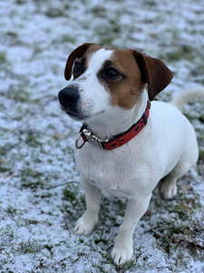 Jack Russelli terjer (9 foto / 10)
