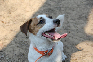 Jack Russelli terjer (10 foto / 10)