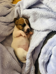 Jack Russelli terjer (5 foto / 10)