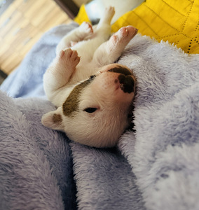 Jack Russelli terjer (6 foto / 10)
