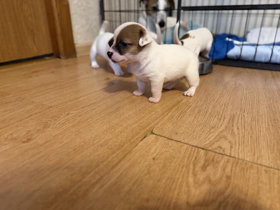 Jack Russelli terjer