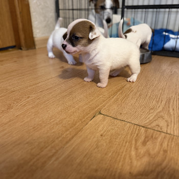 Jack Russelli terjer