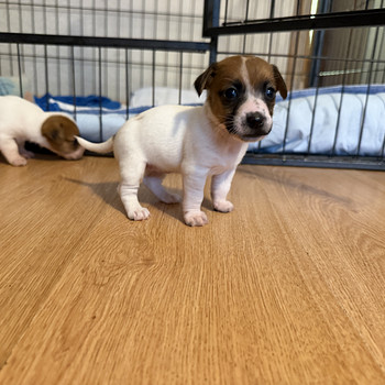 Jack Russelli terjer