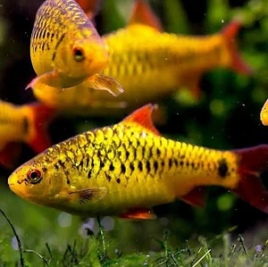 Schuberti oga (Puntius semifasciolatus) (1 foto / 1)