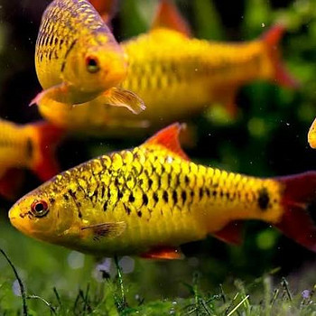 Барбус Шуберта (Puntius semifasciolatus)