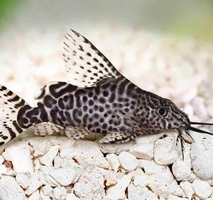 Loor-sisaskala Synodontis eupterus (1 foto / 1)
