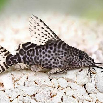 Синодонтис вуалевый (Synodontis eupterus)
