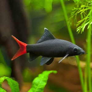 Kahevärviline labeo (Epalzeorhynchos bicolor) (1 foto / 1)
