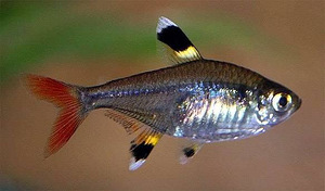 Tähn-pristella (Pristella maxillaris) (1 foto / 1)