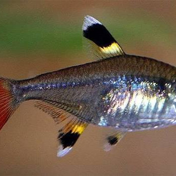 Звездчатая пристелла (Pristella maxillaris)