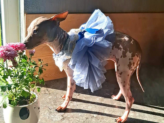 American naked terriers