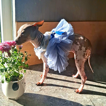 American naked terriers