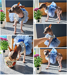 American naked terriers (3 foto / 8)
