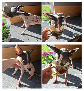 American naked terriers (6 foto / 8)