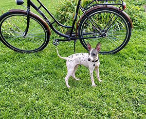 American naked terriers (8 foto / 8)