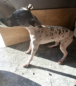 American naked terriers (7 foto / 8)